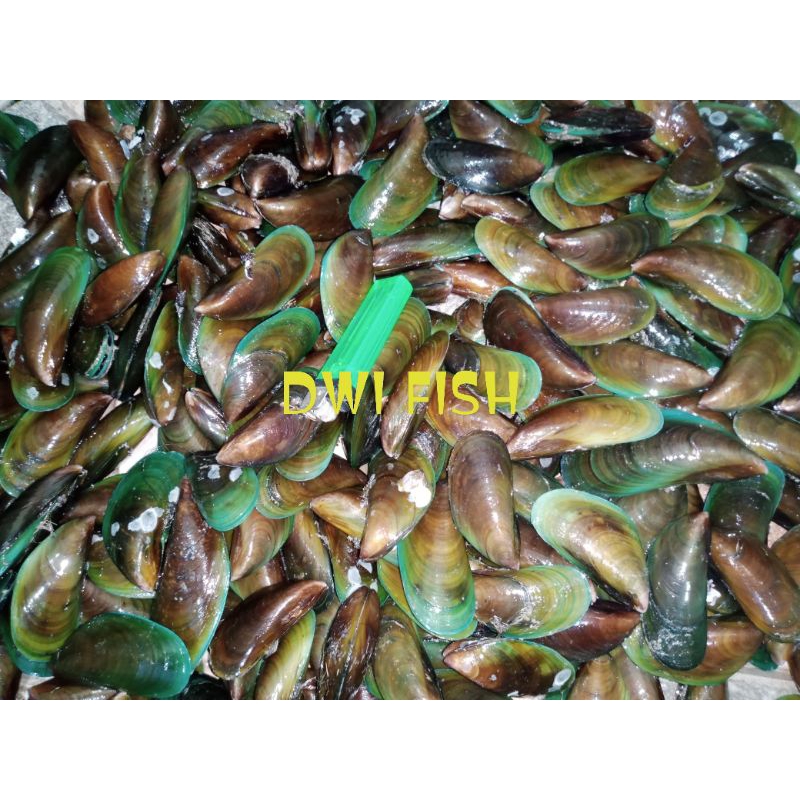 

Kerang hijau 1kg segar beku