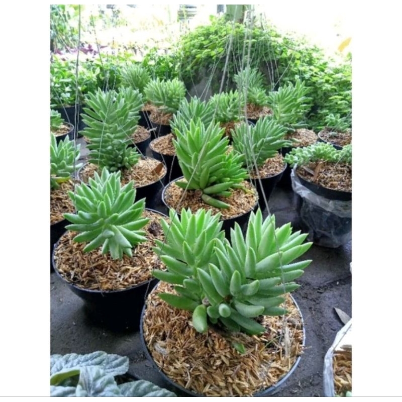 BUNGA GANTUNG / AIR MATA IBU