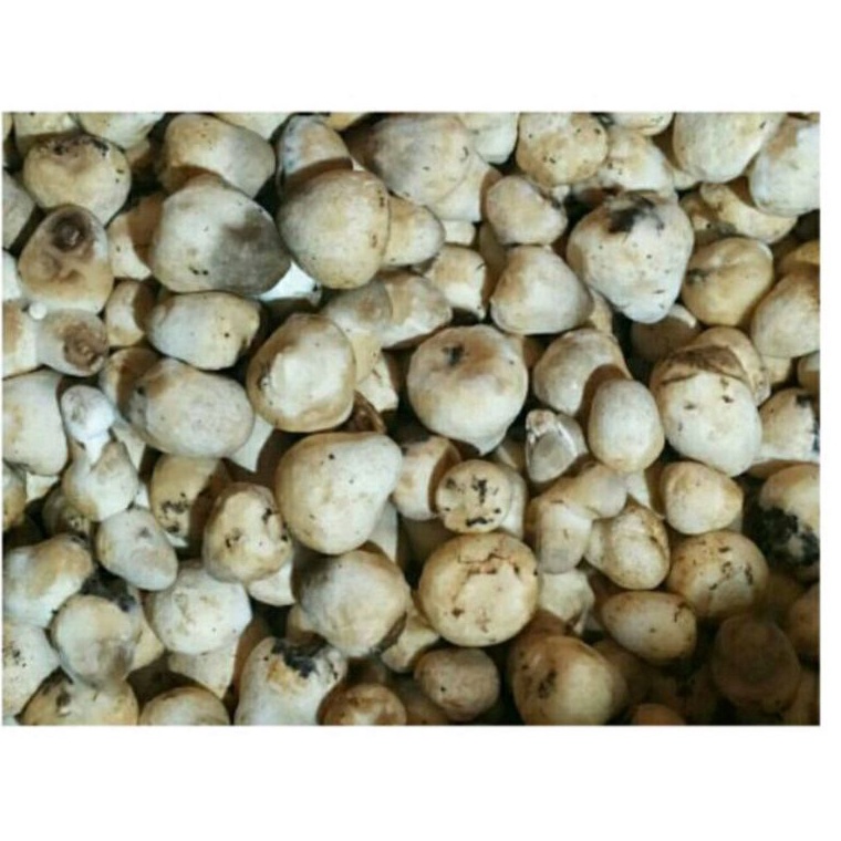 

Diskon Spesial Jamur Merang 1 kg