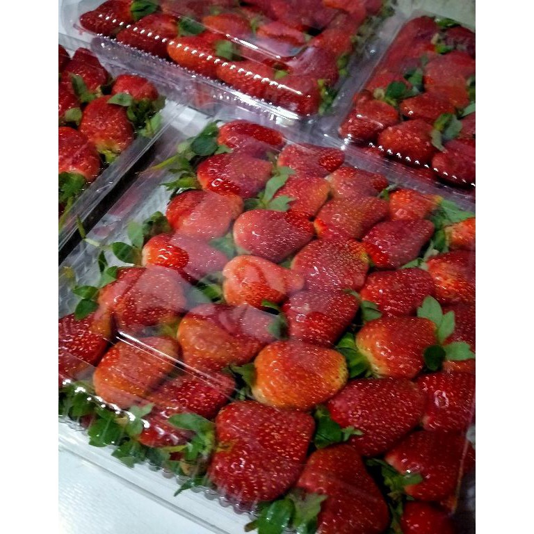 

Ready PROMO TERMURAH BUAH STRAWBERRY FRESH PREMIUM