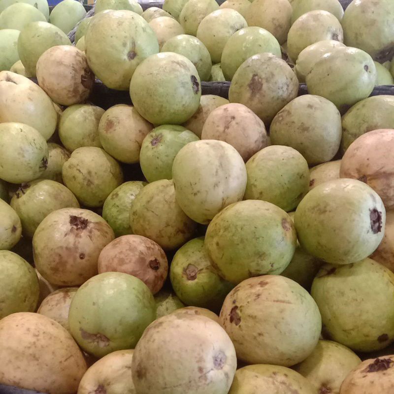 

JAMBU KLUTUK MERAH