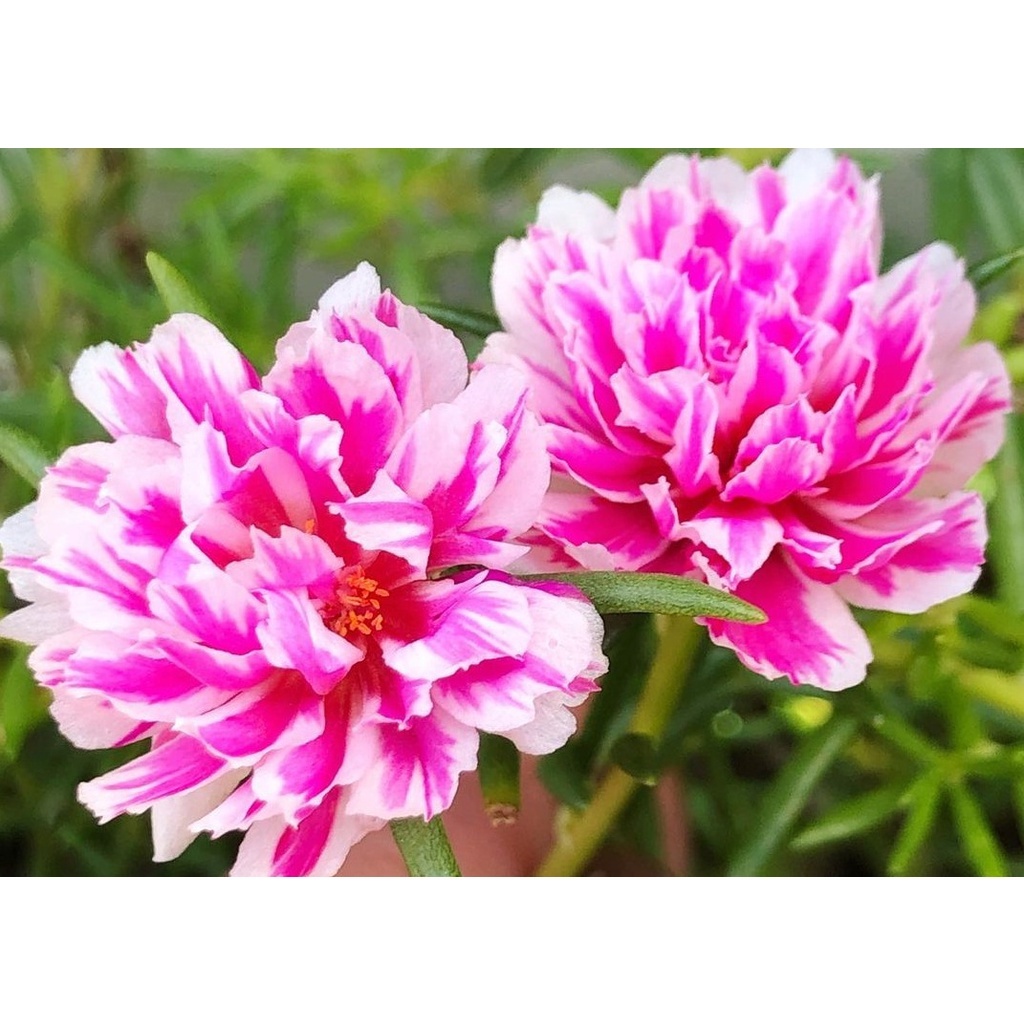 tanaman hias krokot bunga MOSSROSE Ungu Putih  Krokot Sudah Berbunga Rimbun