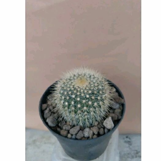 Kaktus Lening ownroot