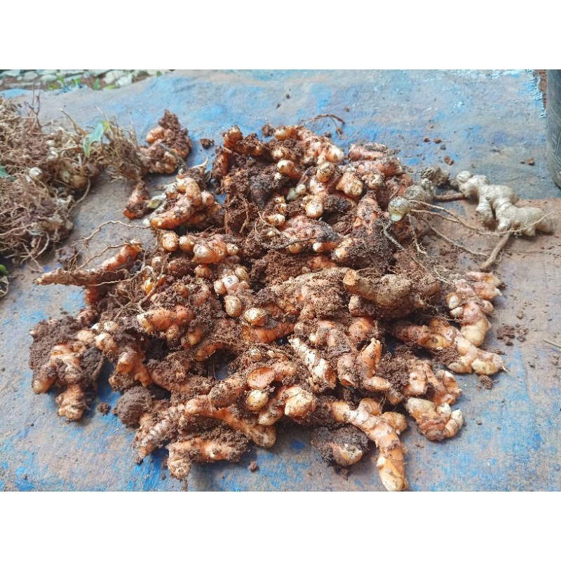 

koneng sayur segar 500gram