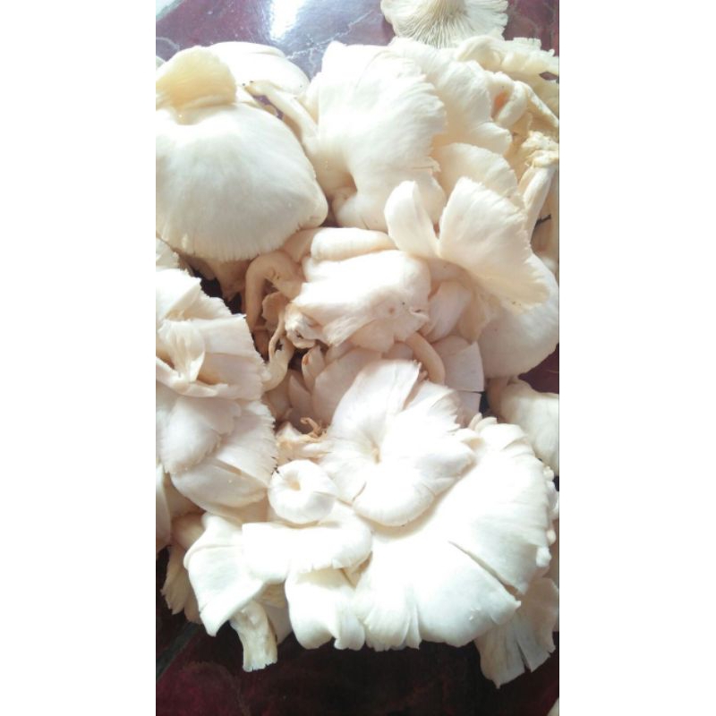 

Jamur Tiram Putih 250gr