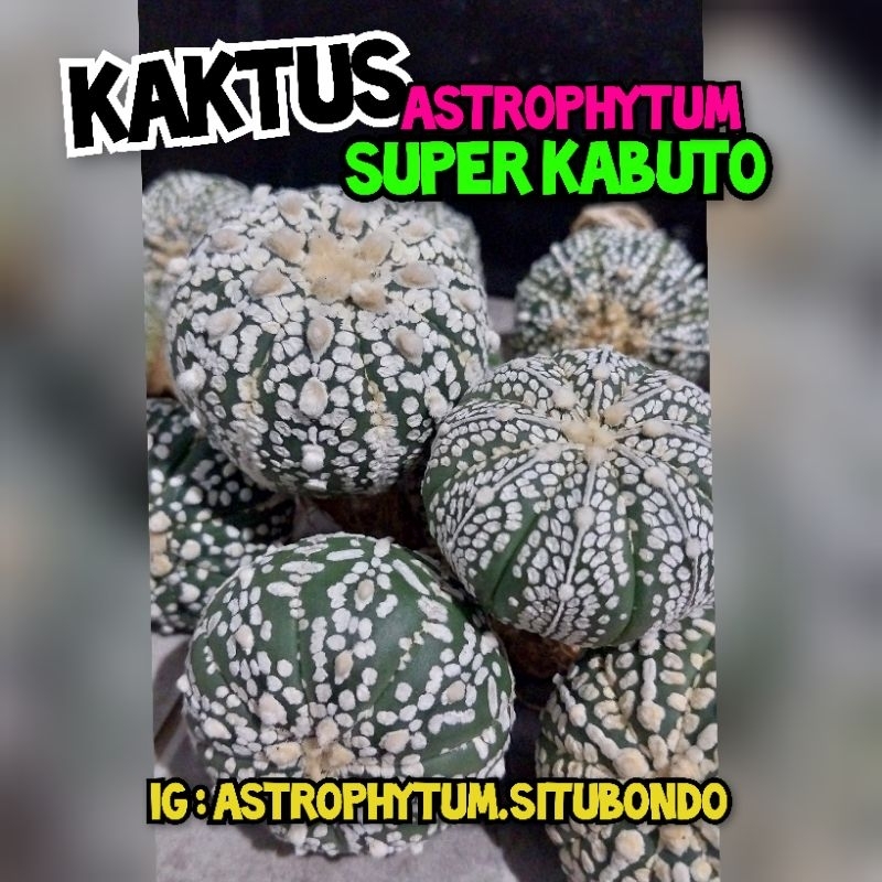 Kaktus Astrophytum Asterias Super Kabuto | Kaktus Astro | Super Kabuto | Astro Indukan