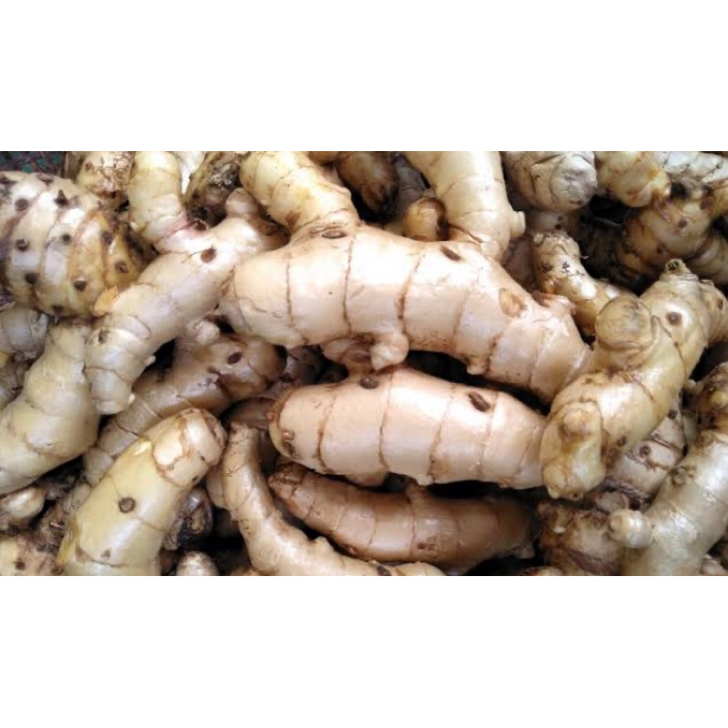 

Kunyit putih / temu putih segar 1 kg