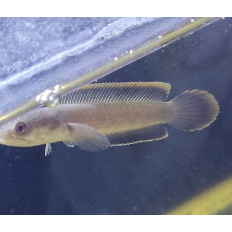 baby limbata calon rim tebal