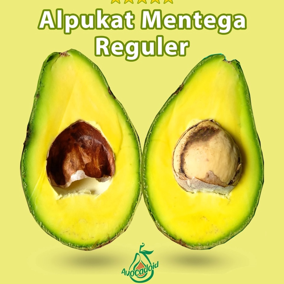 

MEGA SALE Alpukat Mentega Reguler Bergaransi
