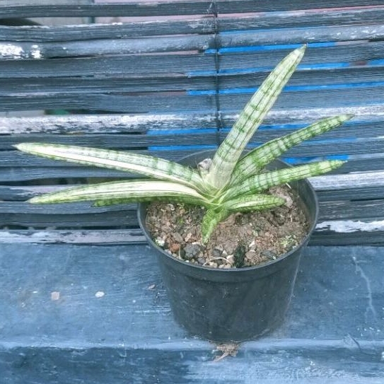 Tanaman Hias Sansevieria Boncel Variegata Putih