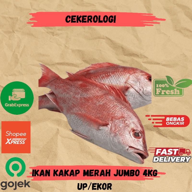 Ikan Kakap Merah Jumbo 4kg Up / Ikan Kakap Merah  Jumbo / Ikan Kakap Merah Fresh Berkualitas / JABOD