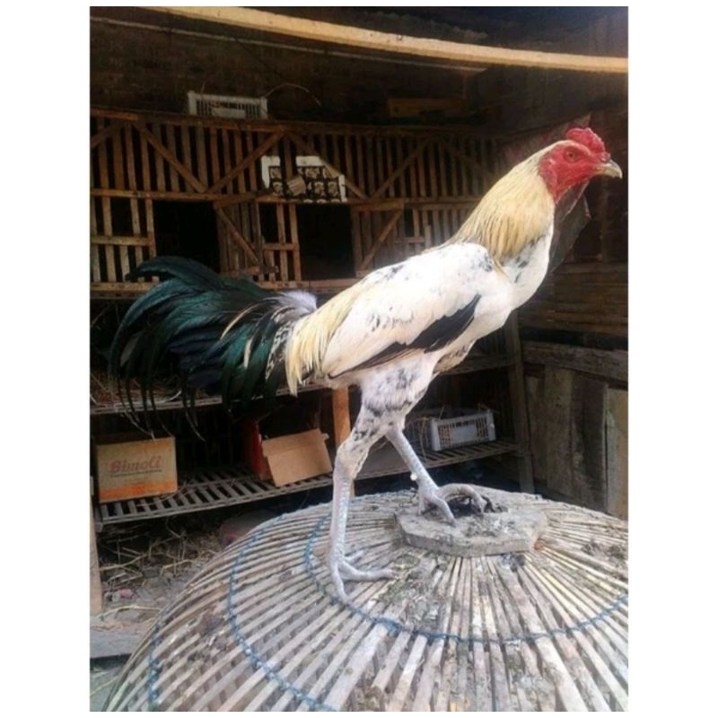 

Telur hijau ayam birma/ TELUR AYAM BIRMA MORENA