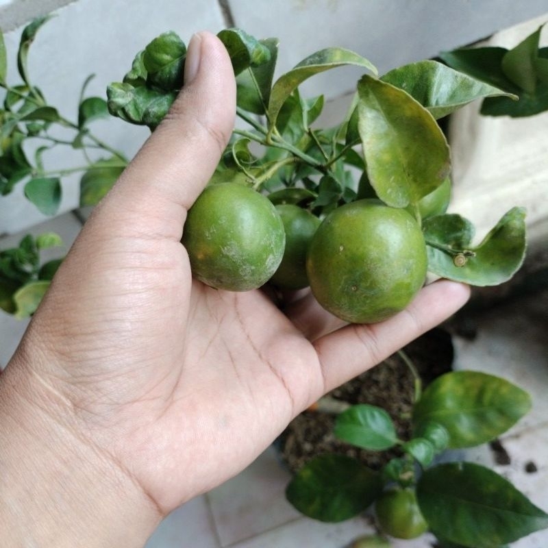 

jeruk citaya hijau manis