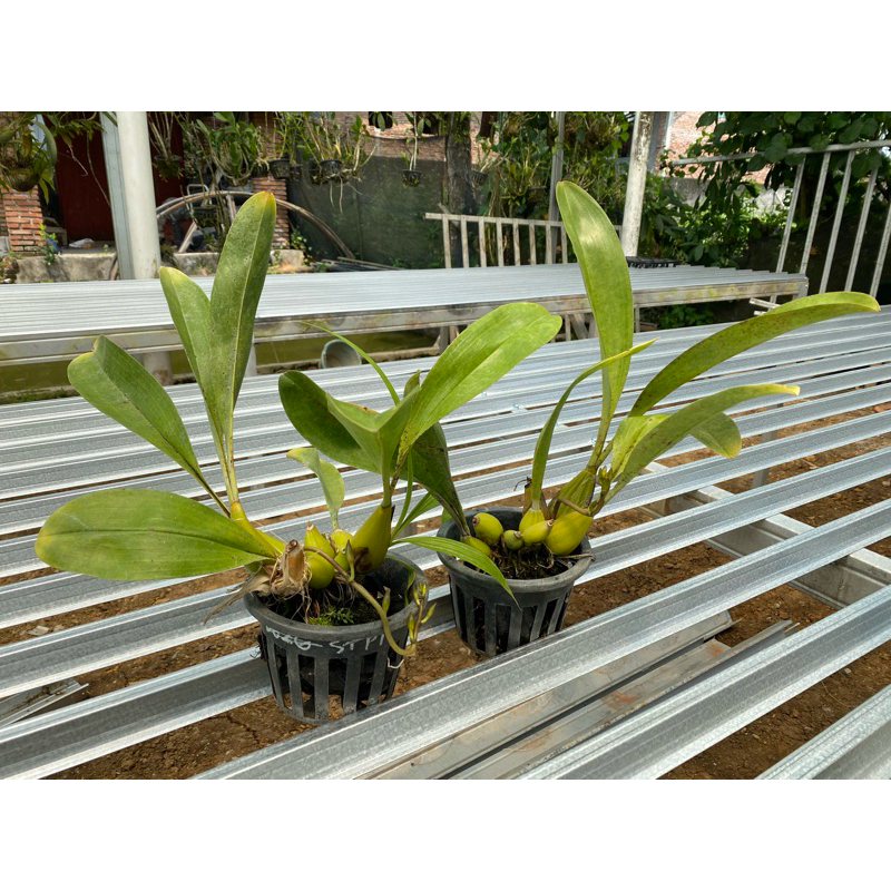 grammatophyllum stapeliiflorum