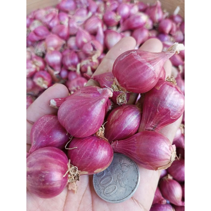 

Bamer Probolinggo kualitas super 500gram