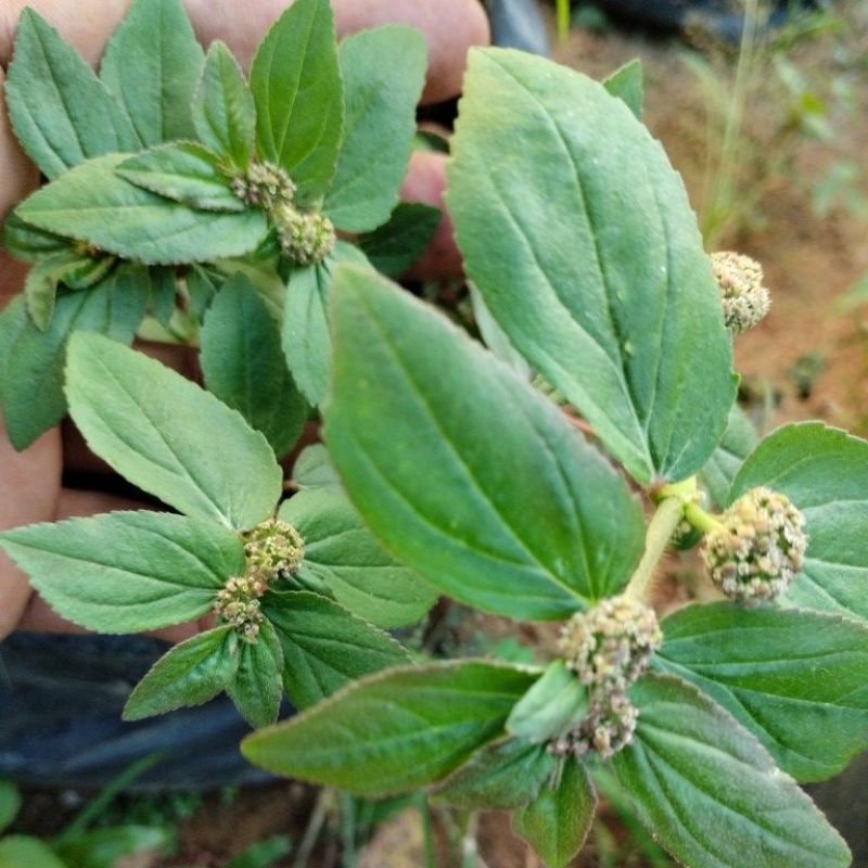 

50g Patikan Kebo, jual segar berserta akar,dipetik bila ada pesanan