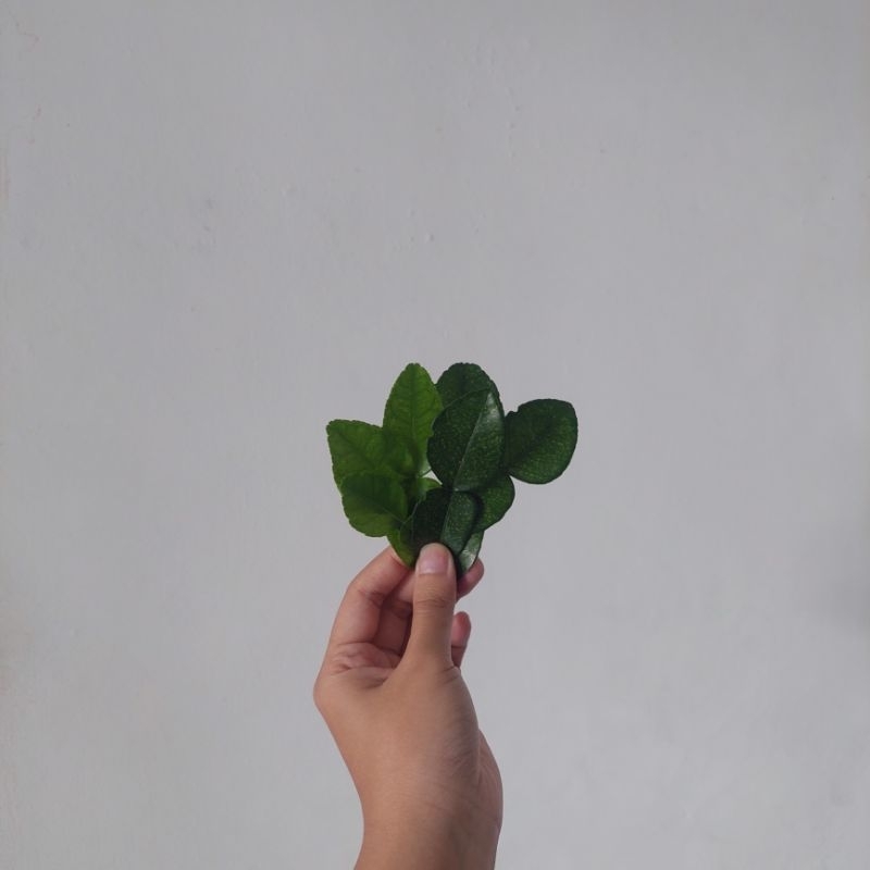 

[Fresh] Daun Jeruk 100% Alami dan Organik Tanpa Bahan Kimia dan Pestisida. Properti Food Taking/Foto Produk