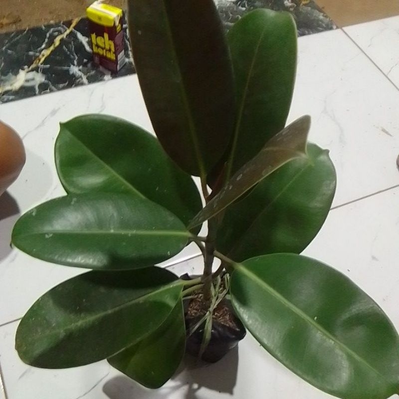 tanaman karet kebo,karet kebo