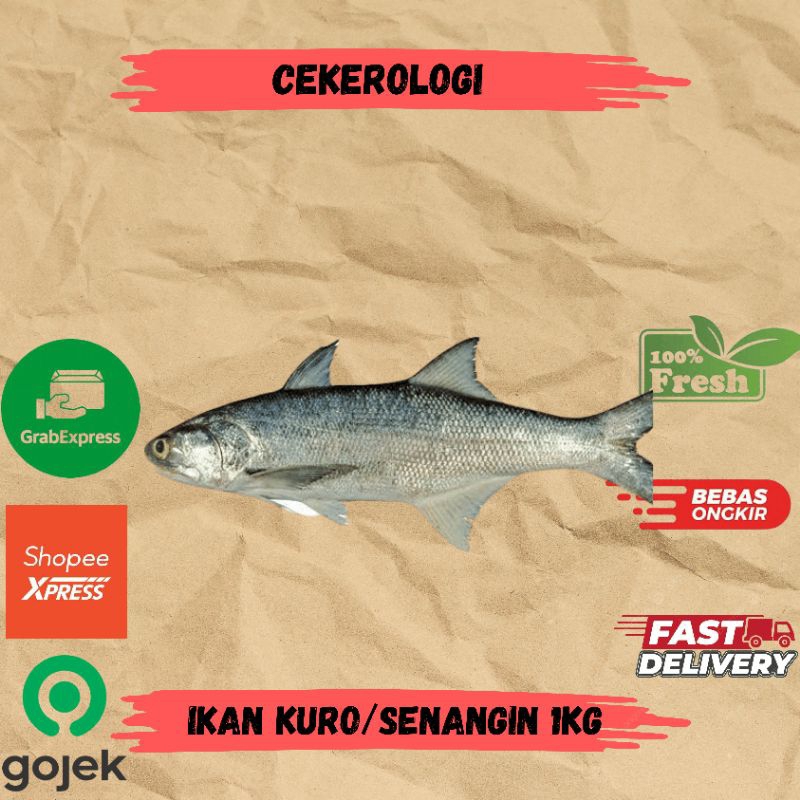 

Ikan Kuro / Ikan Senangin 1kg / Ikan Kuro / Ikan Senangin / Ikan Kuro Fresh Berkualitas / JABODETABEK / Ikan Segar / Ikan