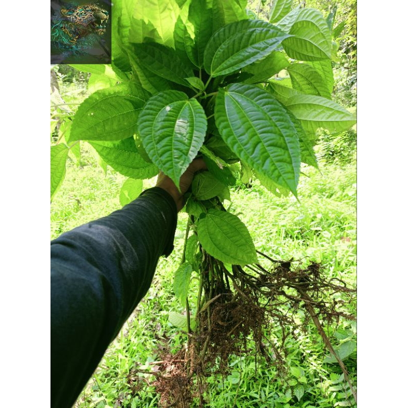 Bibit Pohpohan Lalapan segar Pohpohan berakar