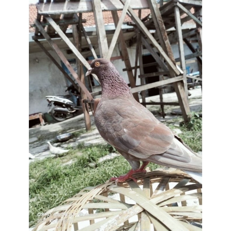 merpati kolong tinggian