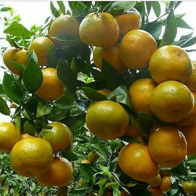 biji benih Buah Jeruk manis /10 biji
