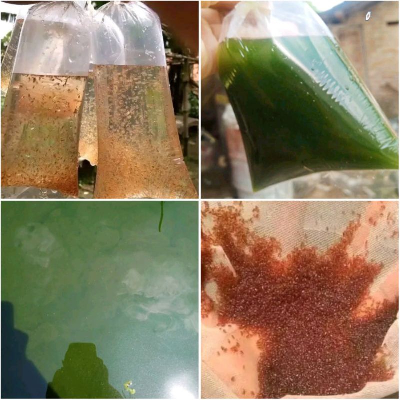 Paket Kultur Kutu Air Moina Macropoppa Dan Air Hijau