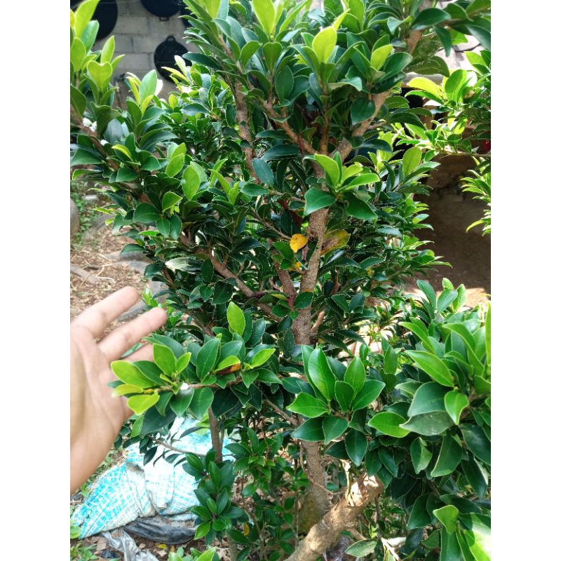 Bahan binsai ficus elegan 1 meteran