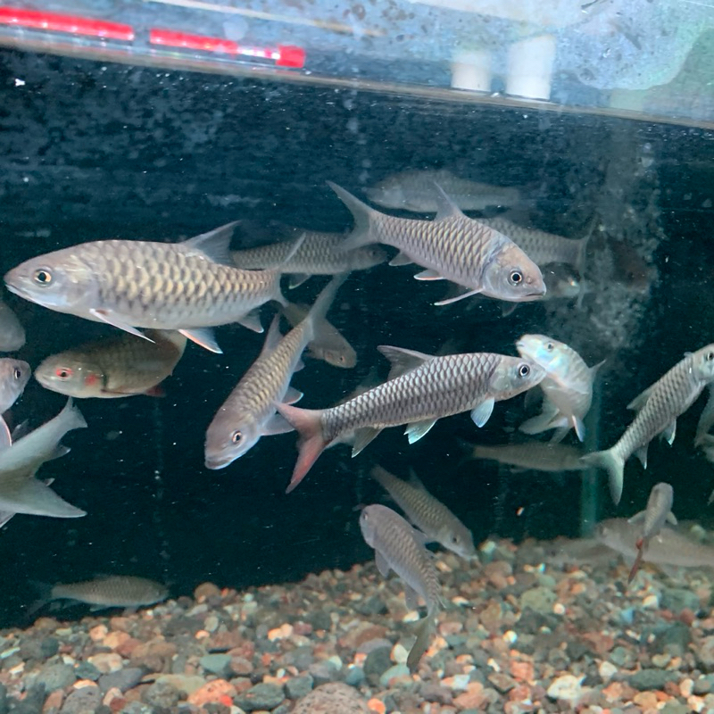 BOX OBAT Mahseer tor Putitora golden Mahseer 10-12 cm