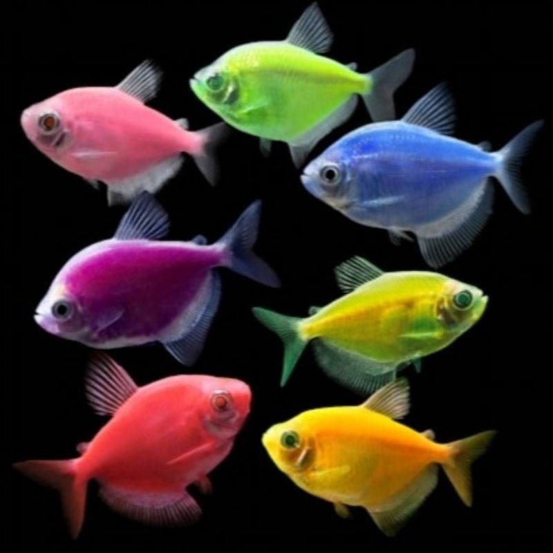 Ikan Glofish | Ikan glow fish | Glofish tetra | Isi 10Ekor warna lengkap