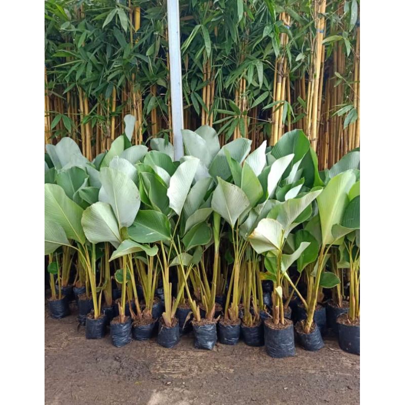 Tanaman Hias pisang chalatea 1 meter