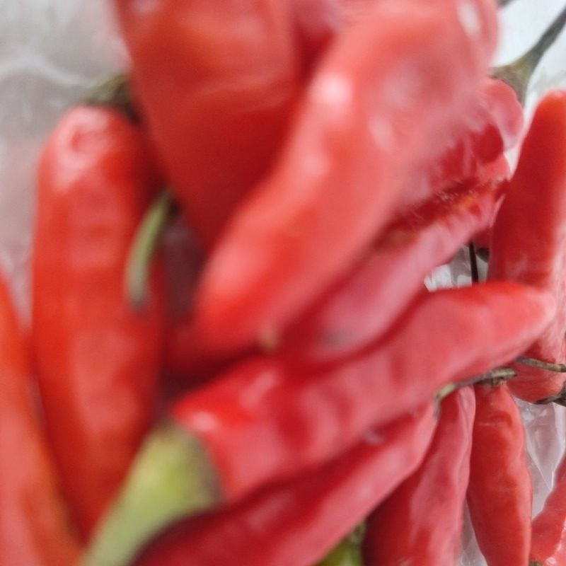 

cabai merah