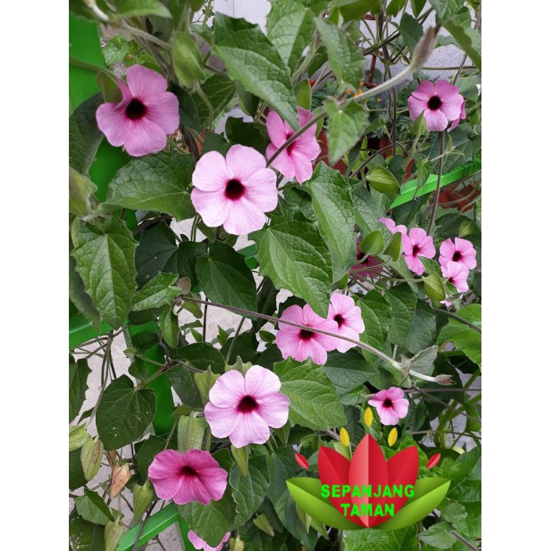 Tanaman Hias Rambat Thunbergia Bunga Pink Eyes Vine / Tanaman Hias Thunbergia Bunga Pink