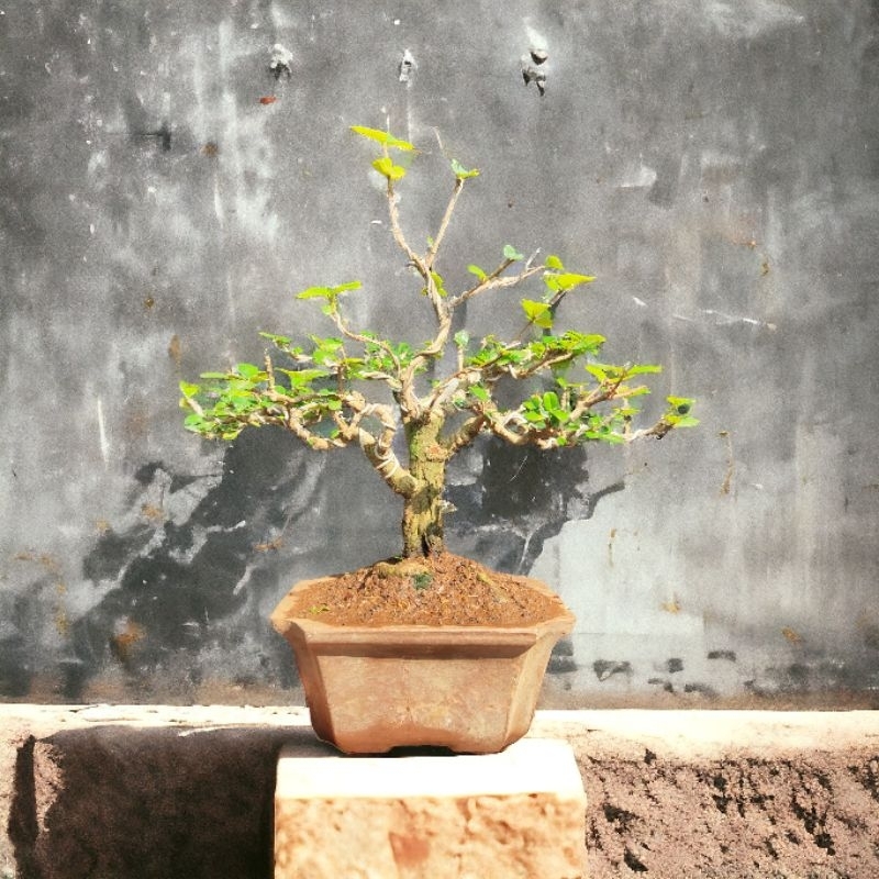 RZ Bonsai-Mirten Duri Siap Pajang