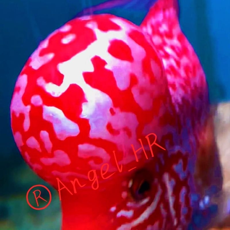 HR-Burayak king kamfa f2GB super thailand grade vip