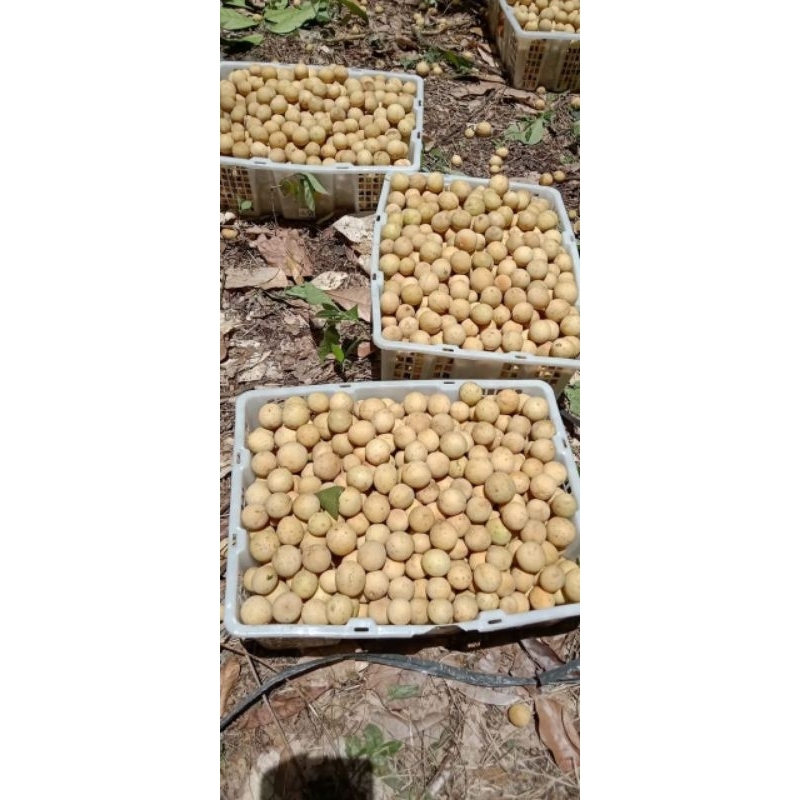 

Buah Duku Ujan Mas