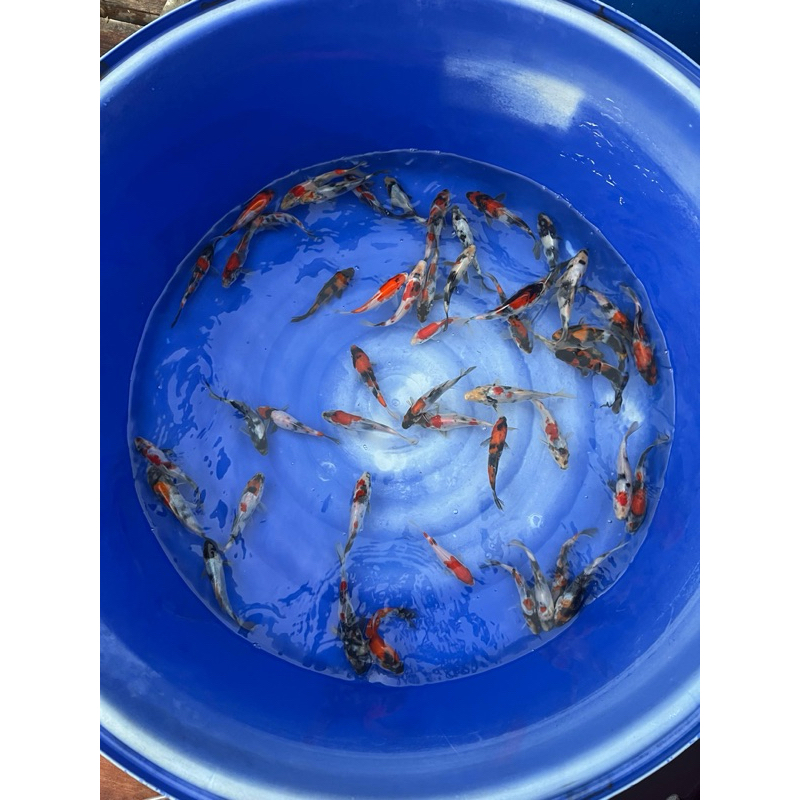 IKAN KOI BLITAR 15-18 cm