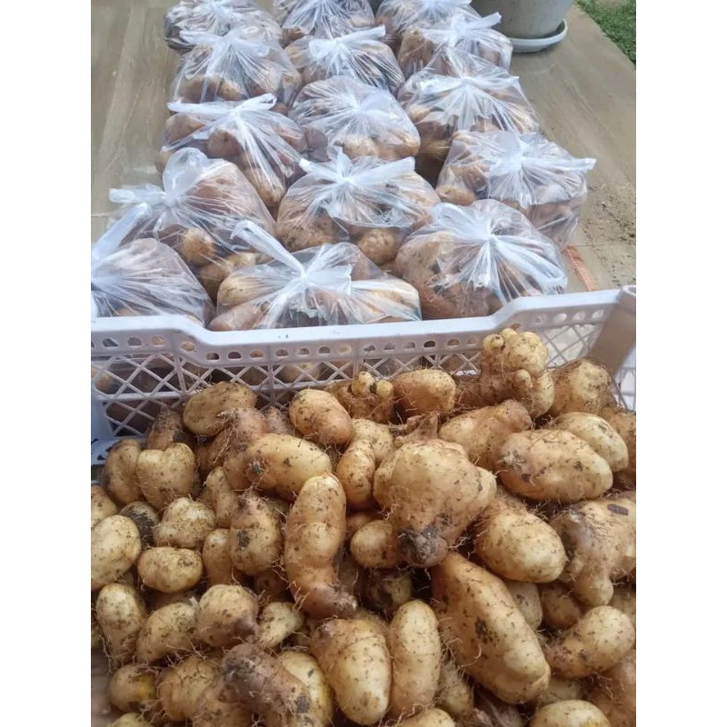 umbi gembili ketan