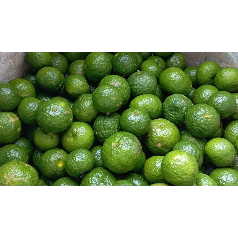 

Jeruk Limau Super Grade A Organik