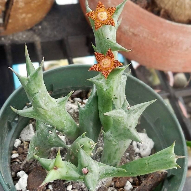 Kaktus Orbea Schweinfurthii | Kaktus Cula Badak | Kaktus Huernia