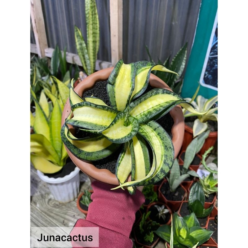 Sansevieria Golden Wendy Mutasi Besar