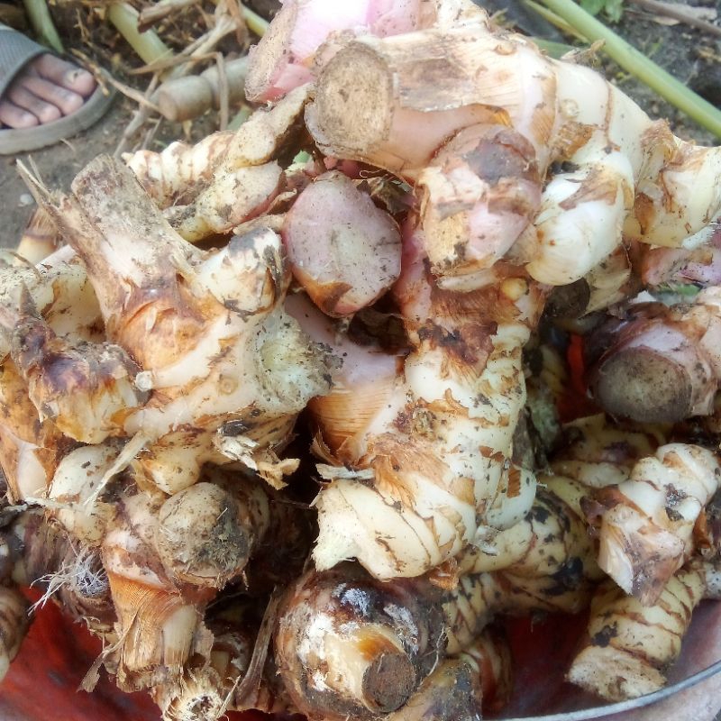 

Laos segar bumbu dapur 1kg