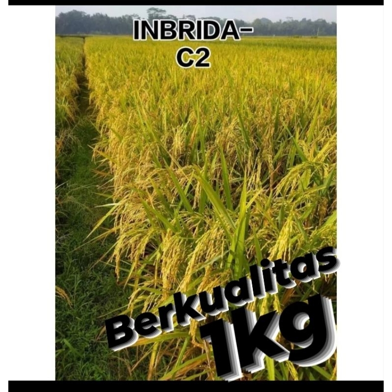 BENIH PADI UNGGUL INBRIDA C2 1KG