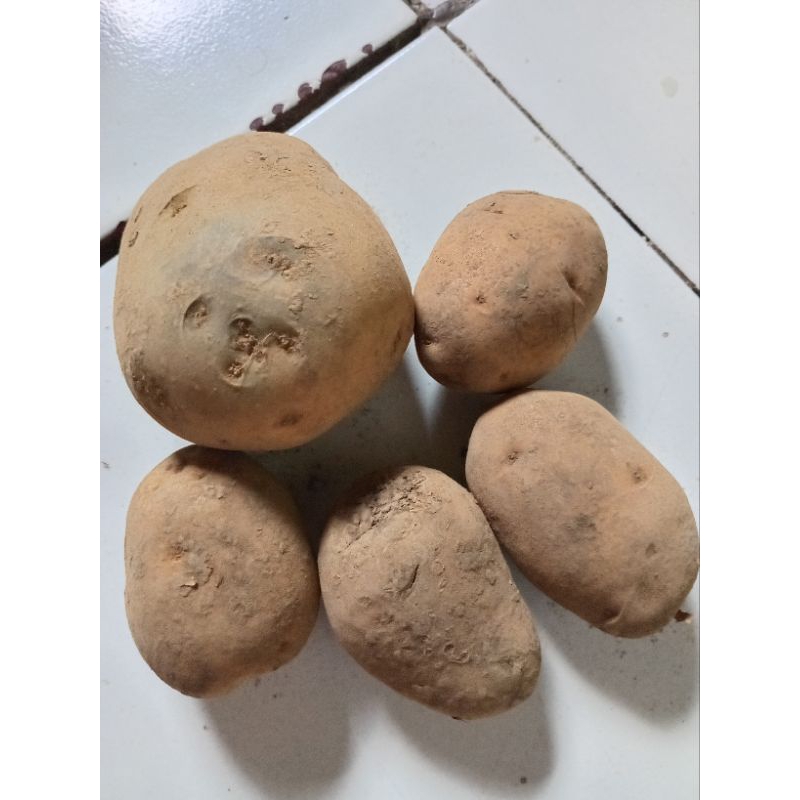 

KENTANG DIENG ASLI FRESH 500gram