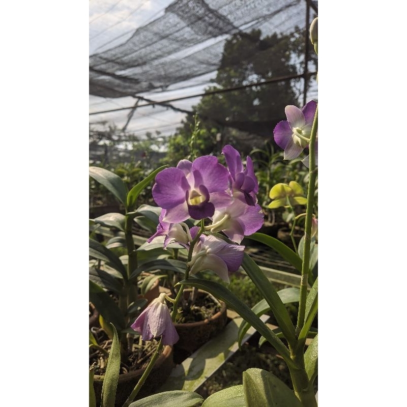 Anggrek Dendrobium Dewasa/Spike