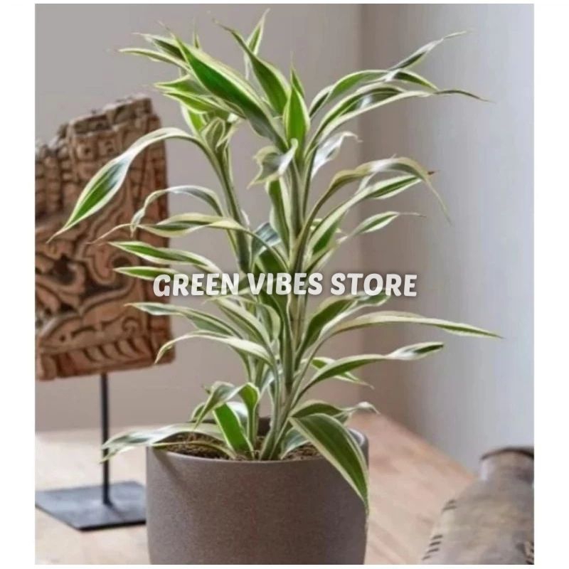 tanaman hias sri rejeki variegata bambu hoki (Dracaena sanderiana)