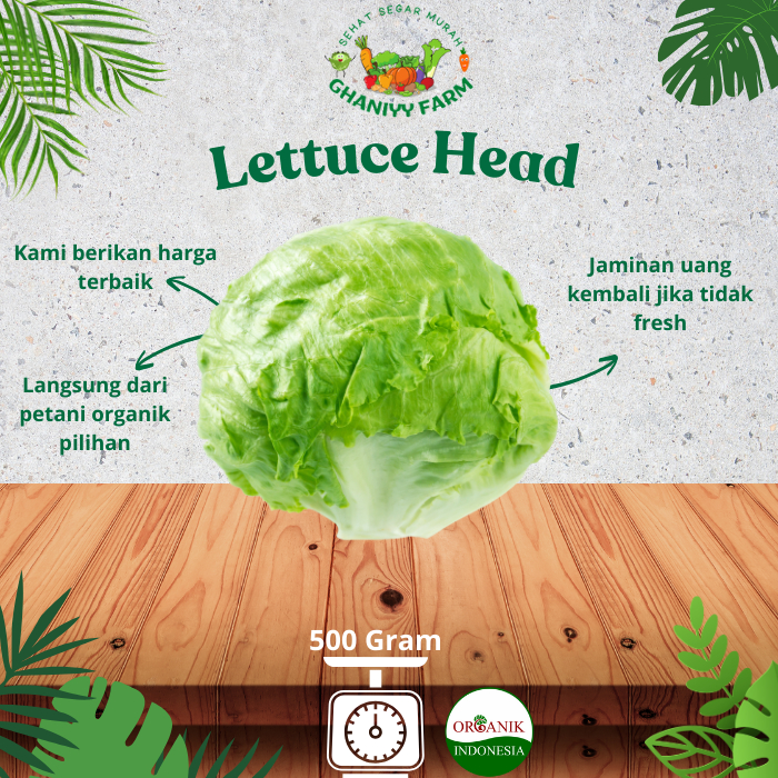 

Sayur Organik Lettuce Head Organik 500 Gram