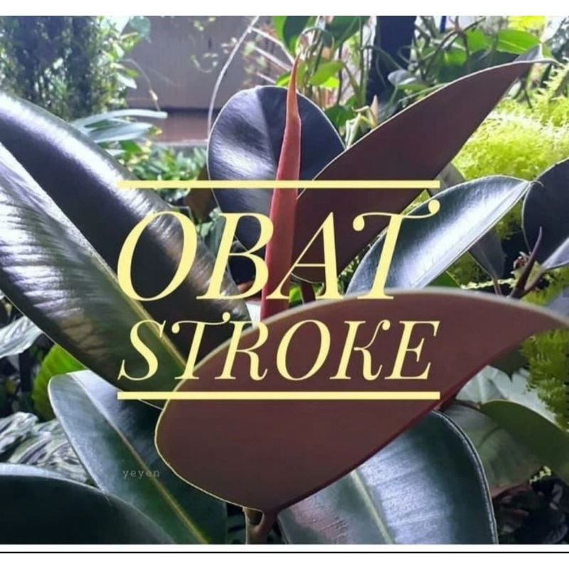 

Ekstrak daun karet kebo kering ampuh obat stroke-harga yng Tertera di atas untuk 1 bungkus minimal order 2 bungkus