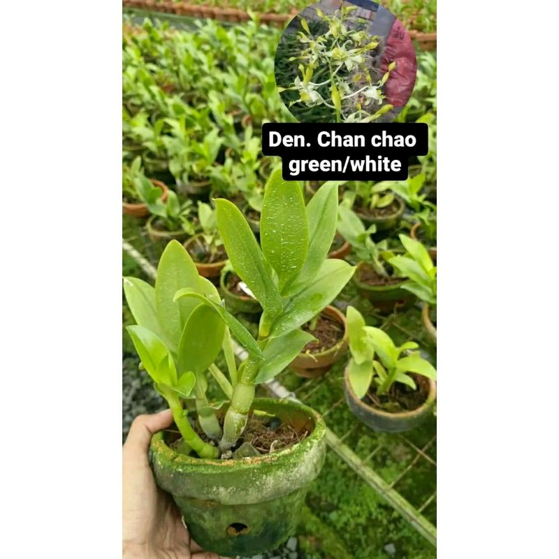 anggrek chan chao green white kriting spike knop+pot angrek kriting hijau putih Niming tanaman hias