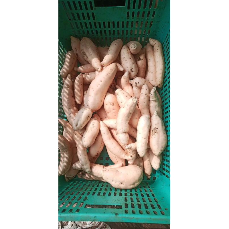 

UBI MADU LUMER LEGIT UBI MENTAH BERSIH 1 Kg SIAP OVEN